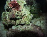 Click on one of the size names above to enlarge this image Click on one of the size names above to enlarge this image