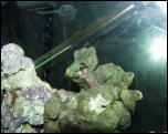 Click on one of the size names above to enlarge this image Click on one of the size names above to enlarge this image