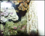 Click on one of the size names above to enlarge this image Click on one of the size names above to enlarge this image