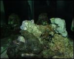 Click on one of the size names above to enlarge this image Click on one of the size names above to enlarge this image
