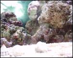 Click on one of the size names above to enlarge this image Click on one of the size names above to enlarge this image