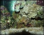 Click on one of the size names above to enlarge this image Click on one of the size names above to enlarge this image