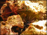 Click on one of the size names above to enlarge this image Click on one of the size names above to enlarge this image