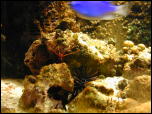 Click on one of the size names above to enlarge this image Click on one of the size names above to enlarge this image