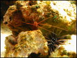 Click on one of the size names above to enlarge this image Click on one of the size names above to enlarge this image