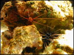 Click on one of the size names above to enlarge this image Click on one of the size names above to enlarge this image