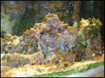 Click on one of the size names above to enlarge this image Click on one of the size names above to enlarge this image