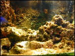 Click on one of the size names above to enlarge this image Click on one of the size names above to enlarge this image
