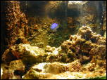 Click on one of the size names above to enlarge this image Click on one of the size names above to enlarge this image