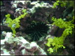 Click on one of the size names above to enlarge this image Click on one of the size names above to enlarge this image