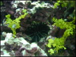 Click on one of the size names above to enlarge this image Click on one of the size names above to enlarge this image