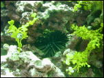 Click on one of the size names above to enlarge this image Click on one of the size names above to enlarge this image