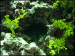 Click on one of the size names above to enlarge this image Click on one of the size names above to enlarge this image