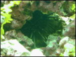 Click on one of the size names above to enlarge this image Click on one of the size names above to enlarge this image