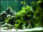 Click on one of the size names above to enlarge this image Click on one of the size names above to enlarge this image