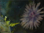 Click on one of the size names above to enlarge this image Click on one of the size names above to enlarge this image