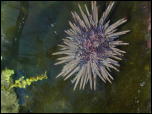 Click on one of the size names above to enlarge this image Click on one of the size names above to enlarge this image
