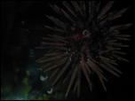 Click on one of the size names above to enlarge this image Click on one of the size names above to enlarge this image