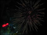 Click on one of the size names above to enlarge this image Click on one of the size names above to enlarge this image