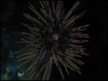 Click on one of the size names above to enlarge this image Click on one of the size names above to enlarge this image