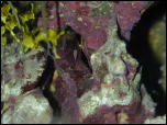 Click on one of the size names above to enlarge this image Click on one of the size names above to enlarge this image