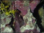 Click on one of the size names above to enlarge this image Click on one of the size names above to enlarge this image