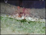 Click on one of the size names above to enlarge this image Click on one of the size names above to enlarge this image